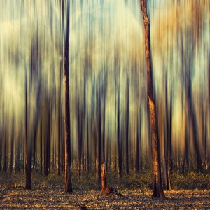 Forest looking like a watercolour painting
