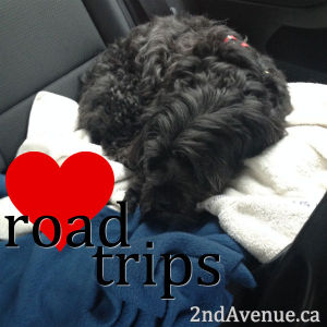 My dog, Sofie, curled up in the backseat of a car