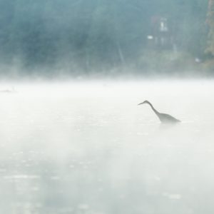 Heron standing in the mist
